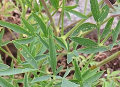 Puccinia jonesii