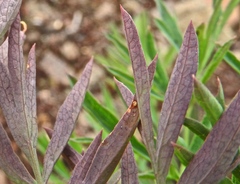Puccinia jonesii