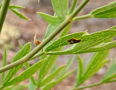 Puccinia jonesii