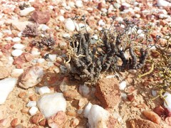 Monilaria moniliformis