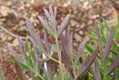 Lomatium brandegeei