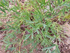 Lomatium brandegeei