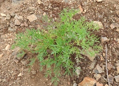 Lomatium brandegeei