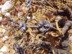 Monilaria moniliformis