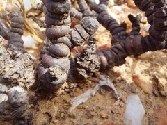 Monilaria moniliformis