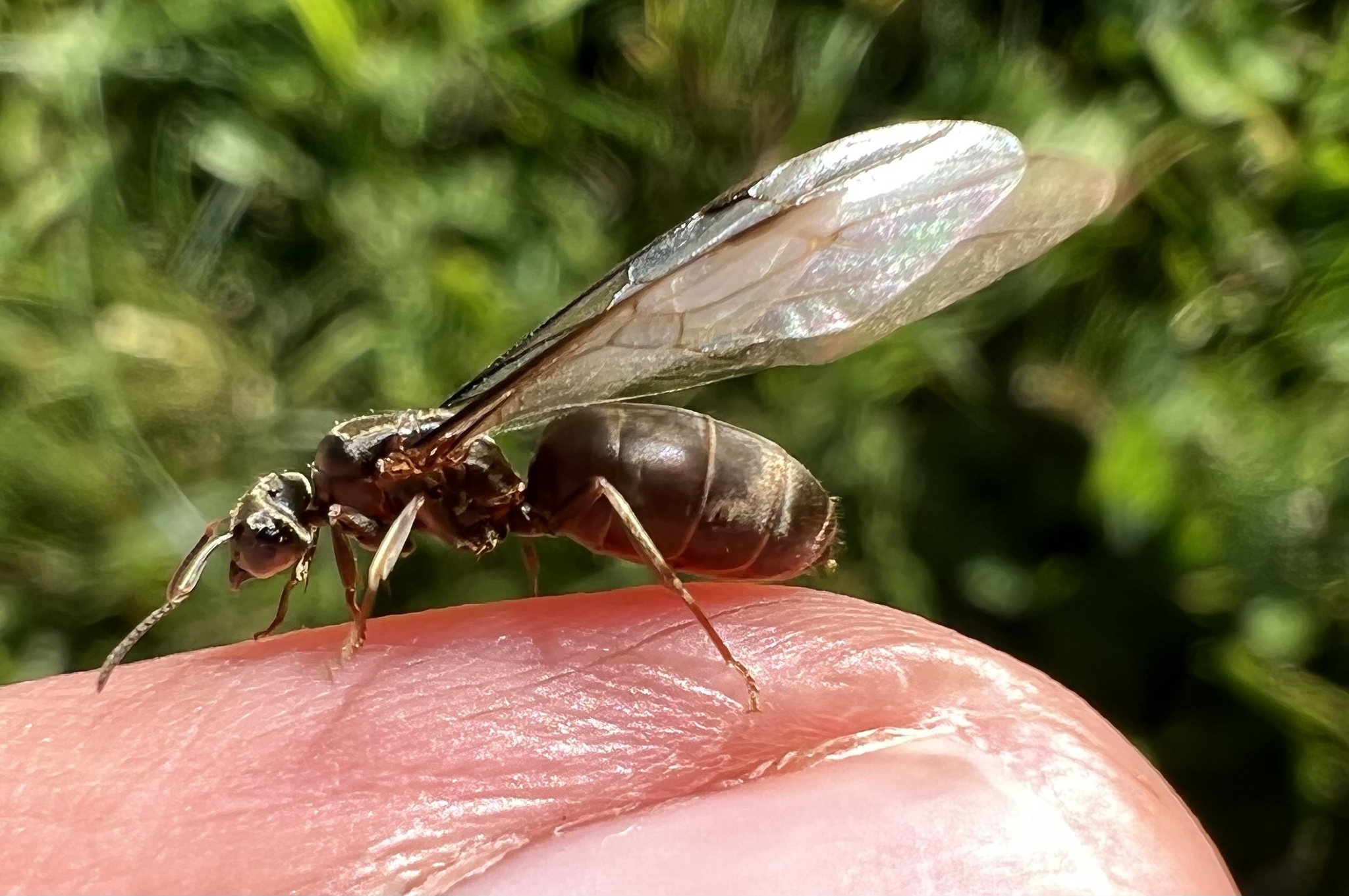 Lasius bombycina