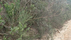 Anginon