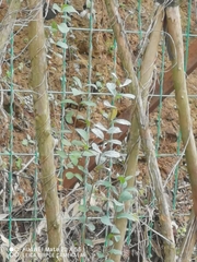 Aegithalos concinnus