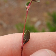 Polygonum minimum