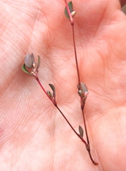 Polygonum minimum