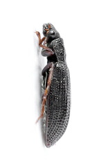 Hydrochus elongatus
