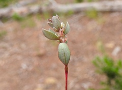 Polygonum minimum