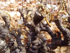 Monilaria moniliformis