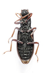 Hydrochus elongatus