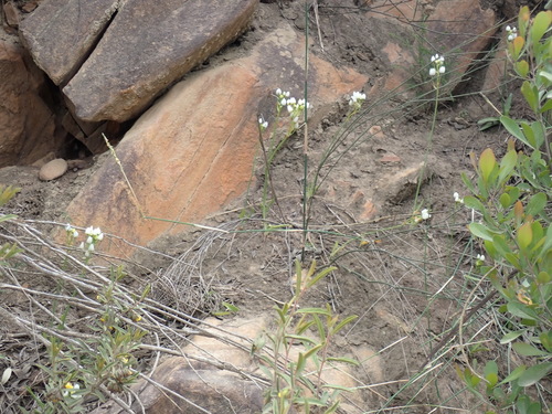 Image of Ornithogalum dubium by (c) Nicola van Berkel, some rights reserved (CC BY-SA)