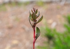 Polygonum minimum
