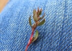 Polygonum minimum