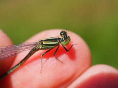 Erythromma lindenii