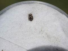 Coccinula quatuordecimpustulata