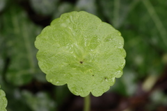 Hydrocotyle vulgaris