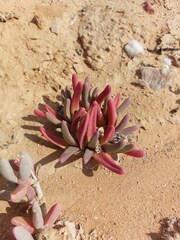 Argyroderma fissum