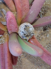 Argyroderma fissum