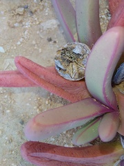 Argyroderma fissum
