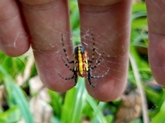 Alpaida grayi