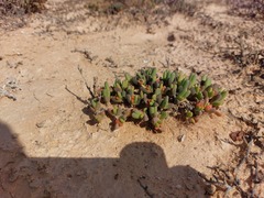 Cephalophyllum framesii