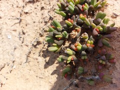 Cephalophyllum framesii