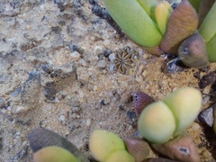 Cephalophyllum framesii