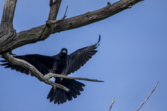 Corvus coronoides