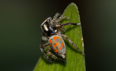 Maratus literatus