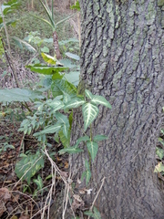 Syngonium