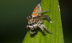 Maratus literatus