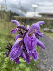 Brillantaisia