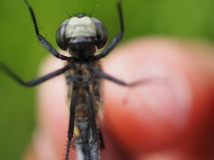 Leucorrhinia dubia