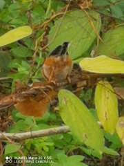 Aegithalos concinnus