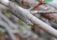Brachynemurus ferox