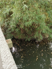 Aegithalos concinnus