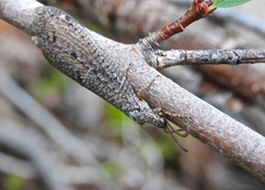 Brachynemurus ferox