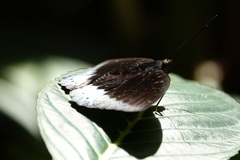 Lexias dirtea