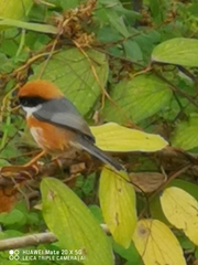 Aegithalos concinnus