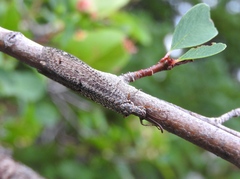 Brachynemurus ferox