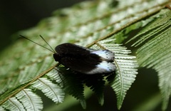 Lexias dirtea