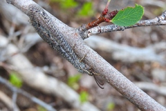 Brachynemurus ferox