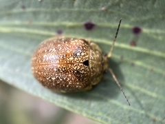 Paropsis variolosa