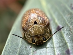 Paropsis variolosa
