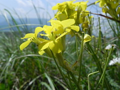 Erysimum pseudorhaeticum