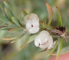 Pollichia campestris